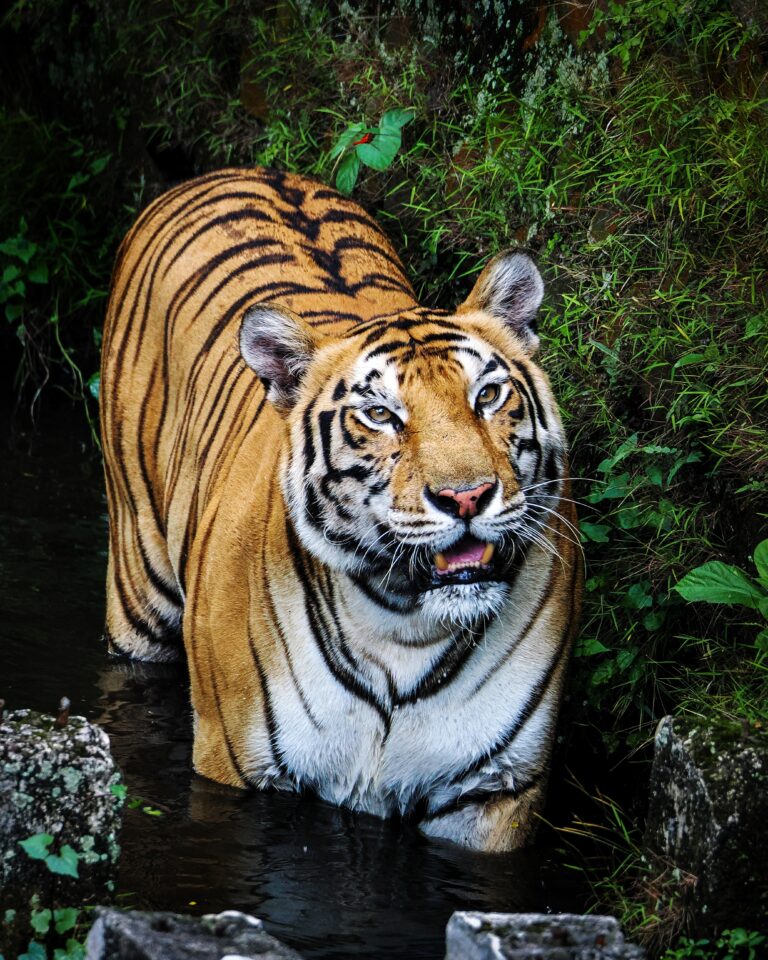 Periyar Tiger Reserve